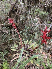 Tillandsioideae