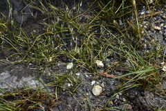 Ranunculus flammula