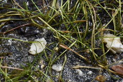 Ranunculus flammula