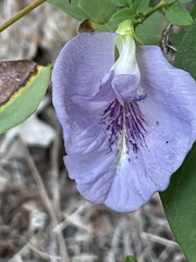 Clitoria mariana