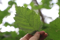 Corylus cornuta