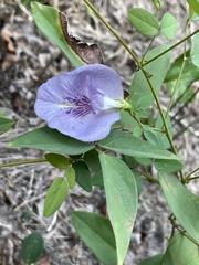 Clitoria mariana