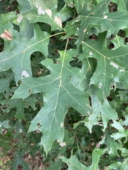 Quercus coccinea