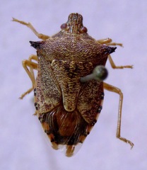 Podisus sagitta