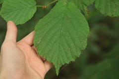 Corylus avellana