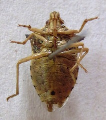 Podisus sagitta