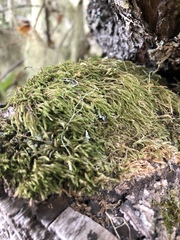 Hypnum circinale