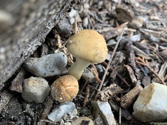 Stropharia