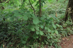 Corylus avellana