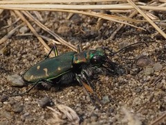 Cicindela oregona