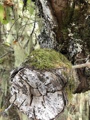 Hypnum circinale