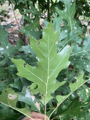 Quercus coccinea