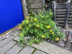 Pseudofumaria lutea