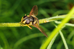Sericomyia chalcopyga