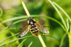Sericomyia chalcopyga