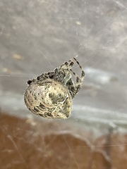 Araneus gemmoides