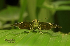 Pseudocoladenia dan