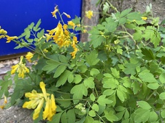 Pseudofumaria lutea