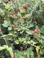 Rosa nutkana