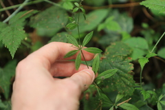 Galium triflorum