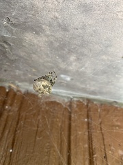 Araneus gemmoides