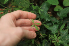 Galium triflorum