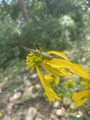 Orchelimum nigripes