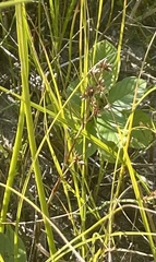 Juncus balticus