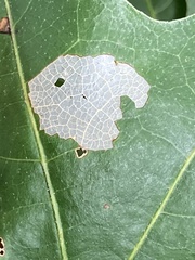 Tischeria quercitella