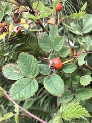 Rosa nutkana