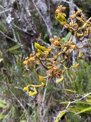 Cyrtochilum