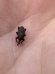 Sphenophorus parvulus