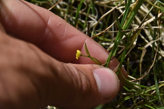 Ranunculus flammula