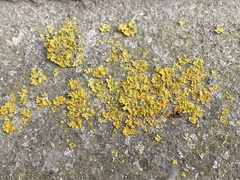 Xanthoria parietina