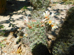 Mammillaria dioica dioica