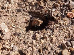 Myrmecocystus melliger