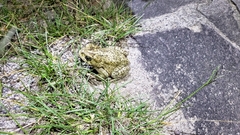 Incilius occidentalis