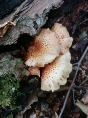 Pholiota squarrosoides