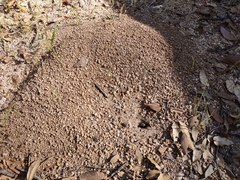 Myrmecocystus melliger