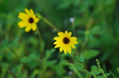 Helianthus debilis