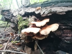 Pholiota squarrosoides