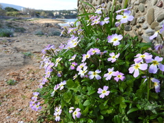 Malcolmia flexuosa