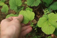 Geum