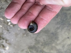 Planorbella trivolvis