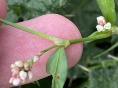 Persicaria maculosa