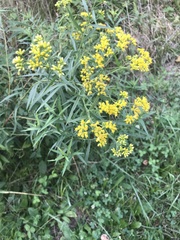 Euthamia graminifolia