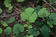 Geum