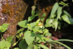 Torenia fordii