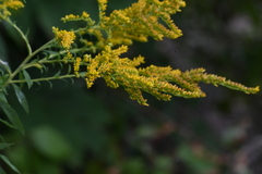 Solidago
