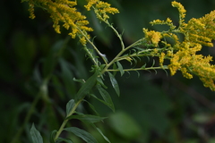Solidago